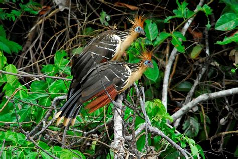 El Perú es el mejor destino del mundo para la observación de aves – Los ...