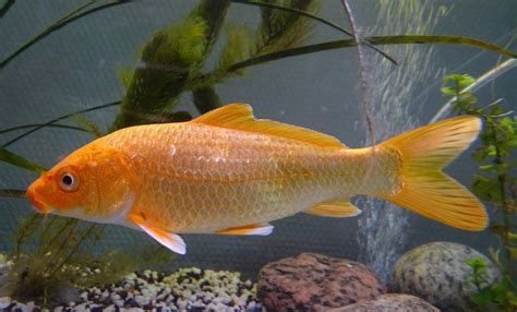 El pez carpa: características y variedad de especies