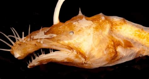 El pez con dientes extraños   National Geographic en Español