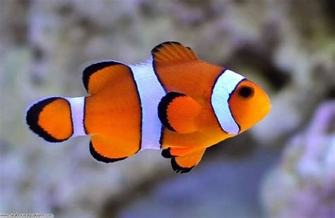 El pez ‘Nemo’ puede extinguirse por cambio climático | Remolacha ...
