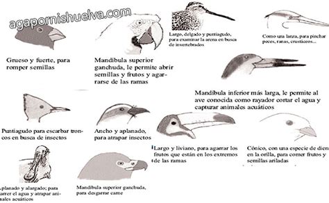 El pico de las aves… | Agapornis inseparables papilleros ...