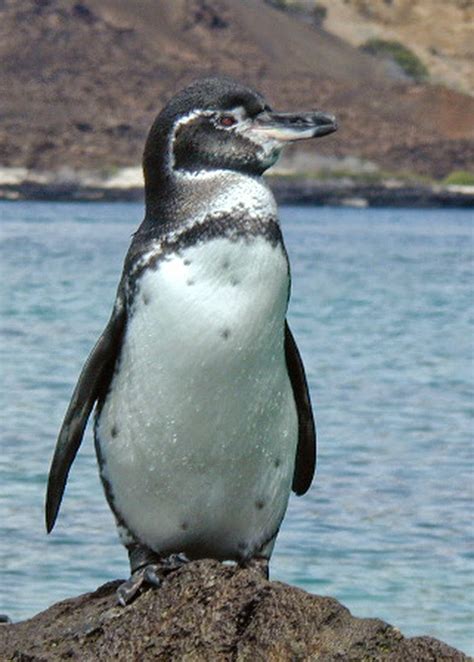 El pingüino, el ave que no puede volar