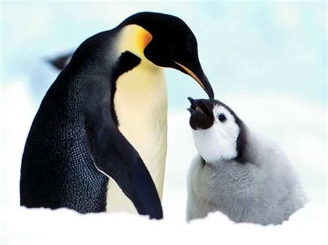 El Pingüino | Los animales me hablan