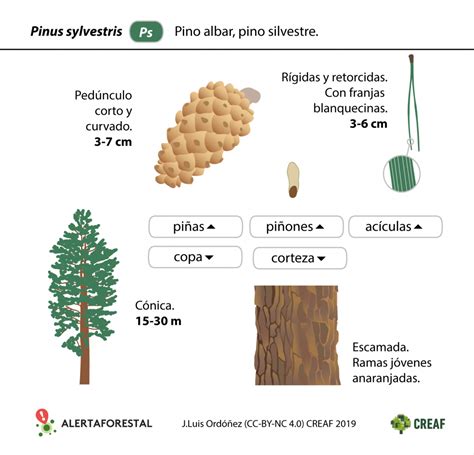 El pino albar, un pino muy vulnerable a la sequía   Alerta forestal