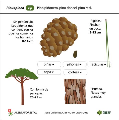 El pino piñonero, un buen aliado a la cocina   Alerta forestal