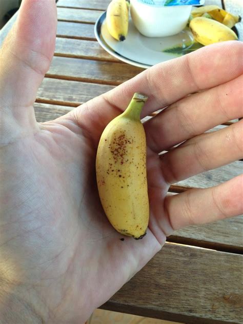 El plátano más pequeño del mundo