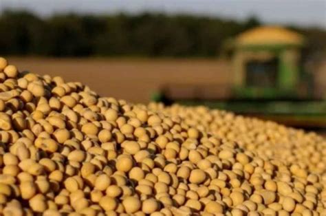 El precio de la soja sufre la peor caída en un mes : : El Litoral ...