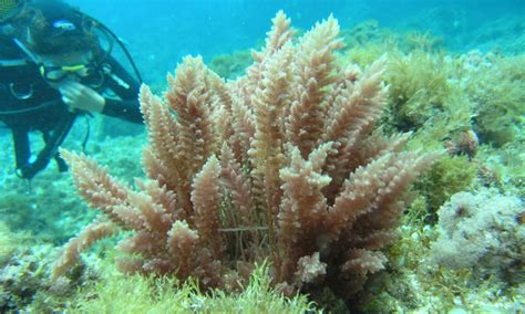 El problema de las especies de flora marina invasoras en ...