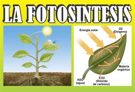 El proceso de fotosíntesis en el césped natural   TEPES JULIÁN