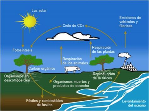 EL PROFE LÓPEZ: CICLOS BIOGEOQUÍMICOS