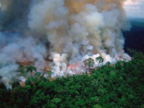 El pulmón del planeta se quema: miles de incendios activos ...