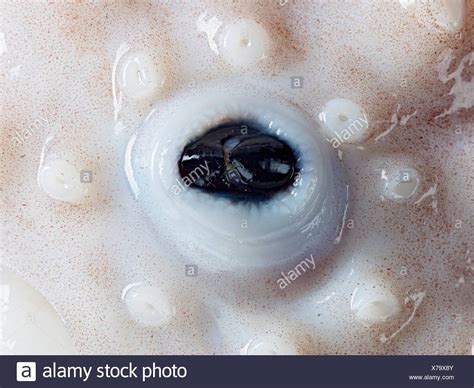 El pulpo común  Octopus vulgaris , cerca de loro como pico ...