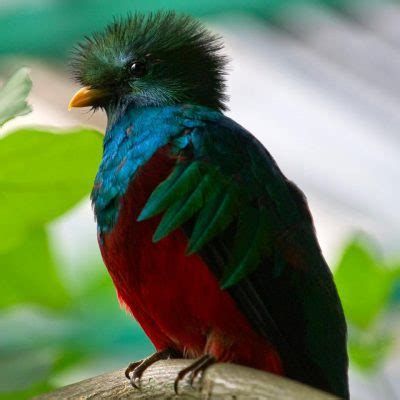 El Quetzal, Ave Nacional de Guatemala | Aprende Guatemala.com