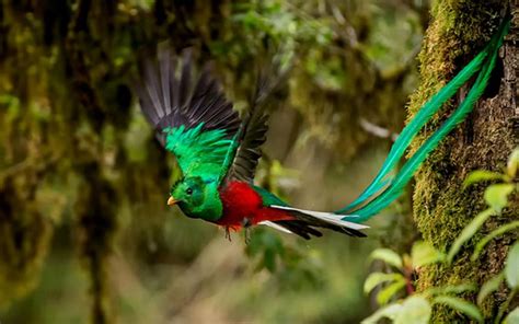El Quetzal, un ave exótica y sagrada   El Sol de México