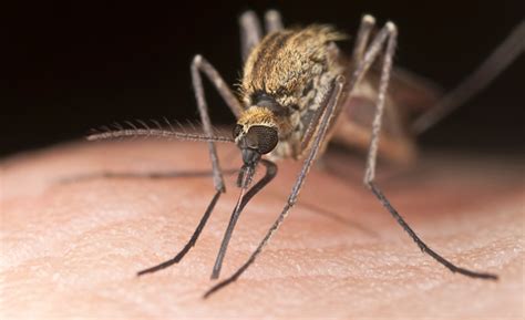 EL REFUGIO: Por qué los mosquitos zumban en los oídos?