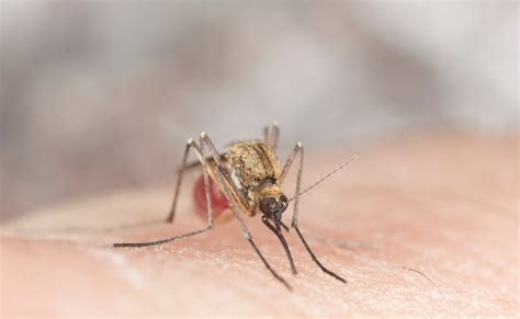 EL REFUGIO: Por qué los mosquitos zumban en los oídos?