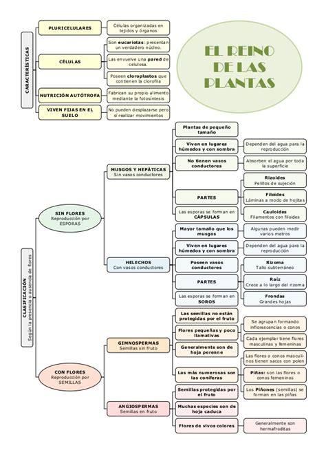 El reino de las plantas esquema 1ºESO