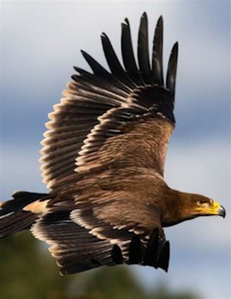 El resurgir del águila imperial en España | El Imparcial