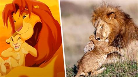 El Rey León en la vida real: captaron a dos leones ...