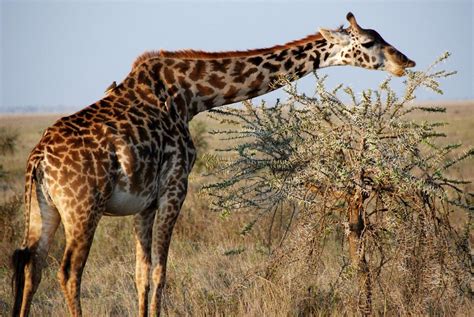 El rincón de Ceditas: Jirafas, las esbeltas jirafas