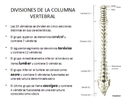 EL RINCON DE MANU: La columna vertebral