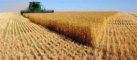 El rinde medio nacional de la cosecha de trigo ascendió a 13,1 qq/Ha