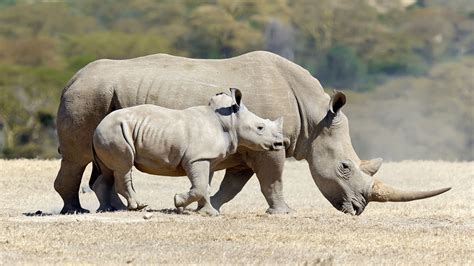 El rinoceronte blanco: un gigante en peligro de extinción
