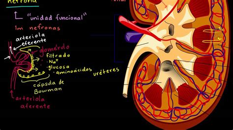 El riñón y la nefrona | Biología humana | Biología | Khan ...