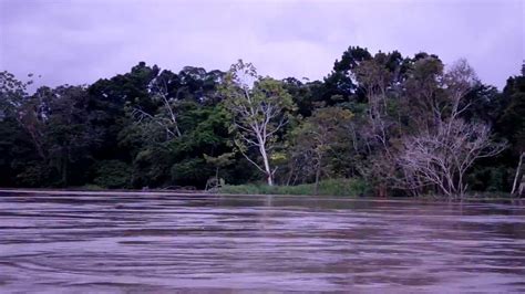 El Río Amazonas  invade  la selva con una gran inundación ...