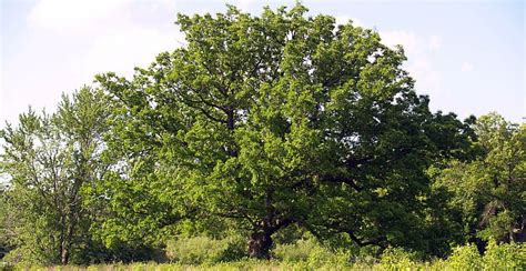 El roble, unos de los árboles más venerables y longevos