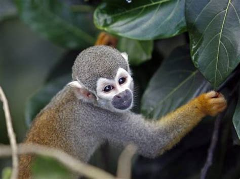 El sacrificio de los monos más pequeños >> Vientos de Brasil >> Blogs ...