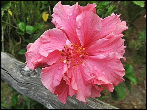 El Salvador National Flower   Flower