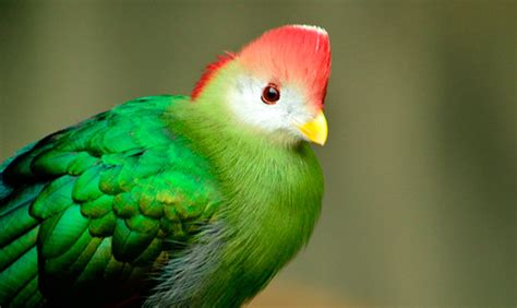 El secreto del colorido plumaje de las aves
