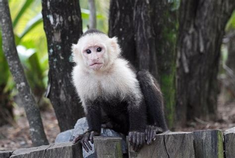 El secreto genómico de la longevidad y gran cerebro del mono capuchino