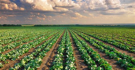 El sector agrario y la industria agroalimentaria impulsan ...