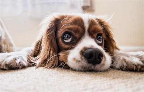 ¿El seguro de hogar cubre a mi mascota? | Caser Seguros
