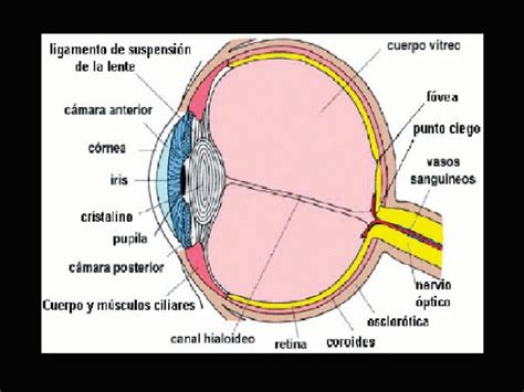 El sentido de la vista y las partes del ojo – Clínica de ...
