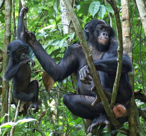 El sexo de los bonobos es una lotería | Ciencia | EL PAÍS