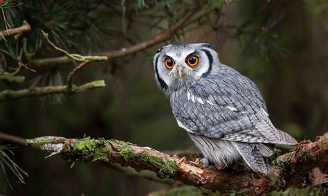 El significado del búho | ¿Qué simboliza este animal?