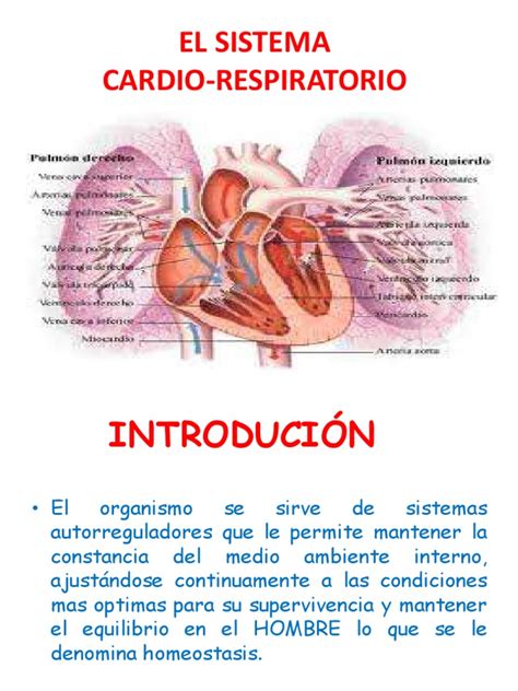 El Sistema Cardio Respiratorio | PDF | Pulmón | Sistema respiratorio