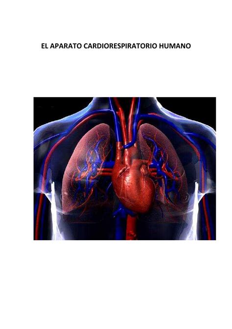 El sistema cardiorespiratorio humano pdf by Efrain Brady   Issuu