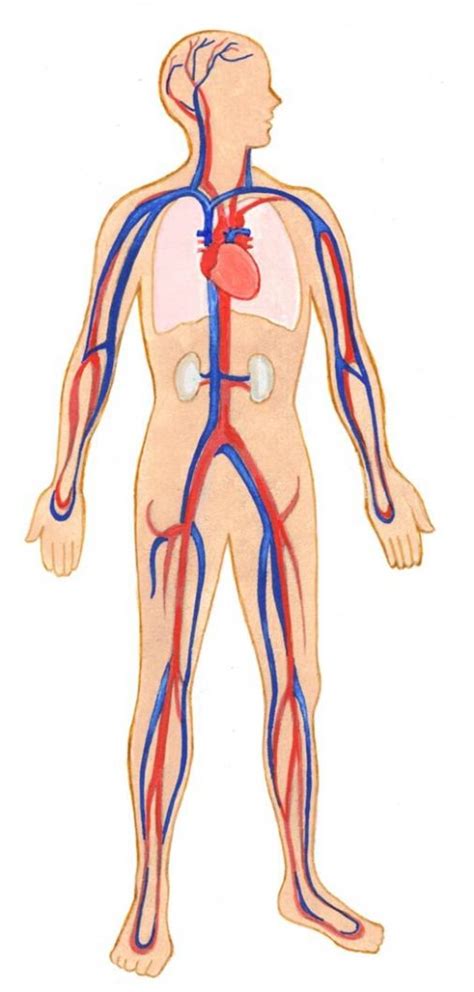 El sistema cardiovascular   CardiosaudeFerrol