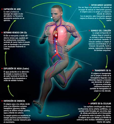 El sistema cardiovascular de un deportista. ¿Cómo funciona?