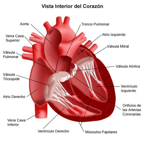 El Sistema Circulatorio: agosto 2010