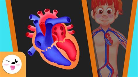 El sistema circulatorio del cuerpo humano para niños ...