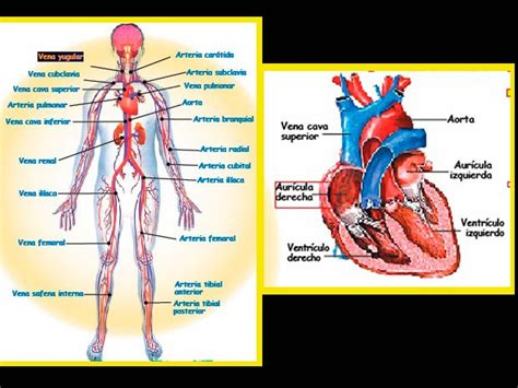 El sistema circulatorio | ElPopular.pe