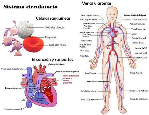El sistema circulatorio está formado por tres componentes ...