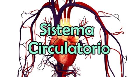 El Sistema Circulatorio  NUEVA VERSIÓN    YouTube