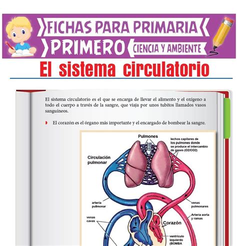 El Sistema Circulatorio para Primero de Primaria ...