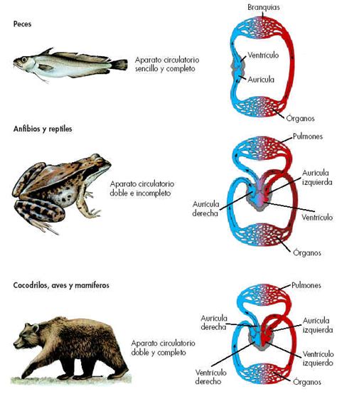 El Sistema Circulatorio: Sistema Circulatorio en peces